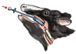 نحوه خوراندن مگنت به گاو